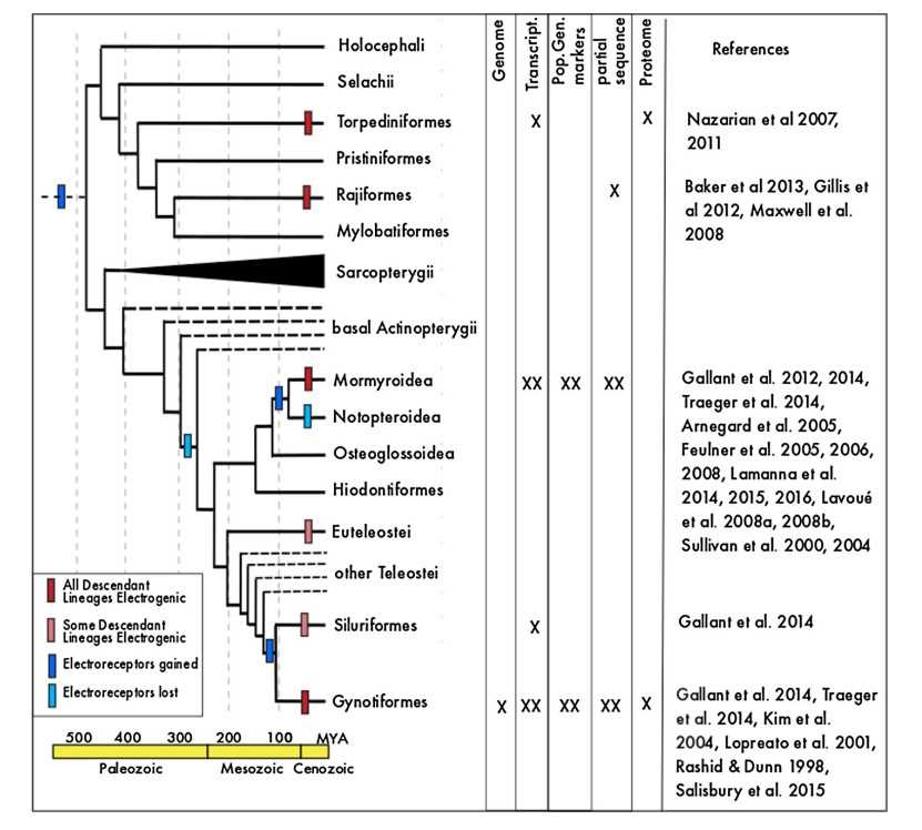 Figure 2. Distribution of existing genomic data for electric fish. (Constantinou, S. J, et al. 2019)