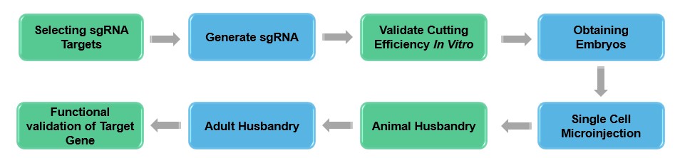 Figure 3. Overview of CRISPR/Cas9 mutagenesis workflow. - Lifeasible.