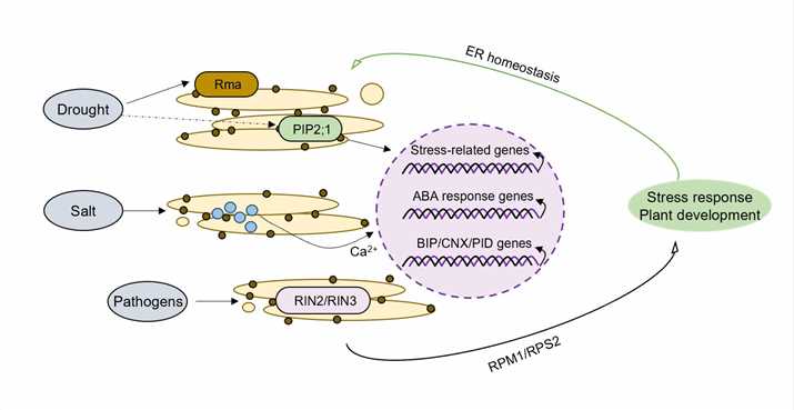 Endoplasmic reticulum-associated degradation plays crucial roles in biotic and abiotic stress responses.