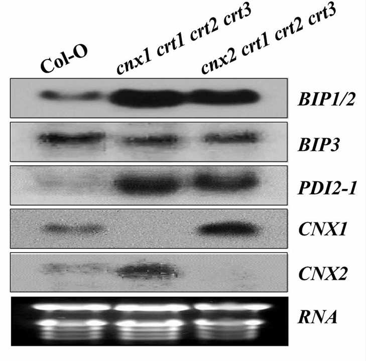 Expression pattern of ER stress-responsive genes in wild-type and two quadruple mutant plants.