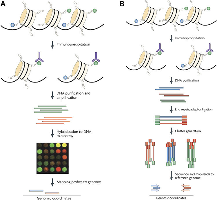Figure 1. Illustrations of  ChIP-based methods, ChIP-chip (A) and ChIP-seq (B)(Ku,  Naidoo et al. 2011).