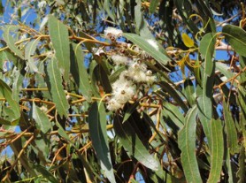 Eucalyptus globulus Breeding
