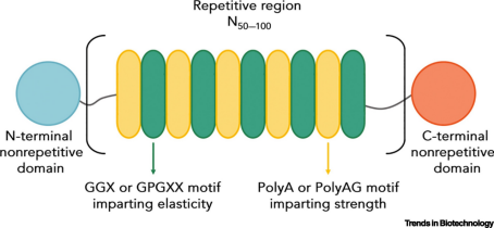 Modular Structure of a Spidroin Protein.