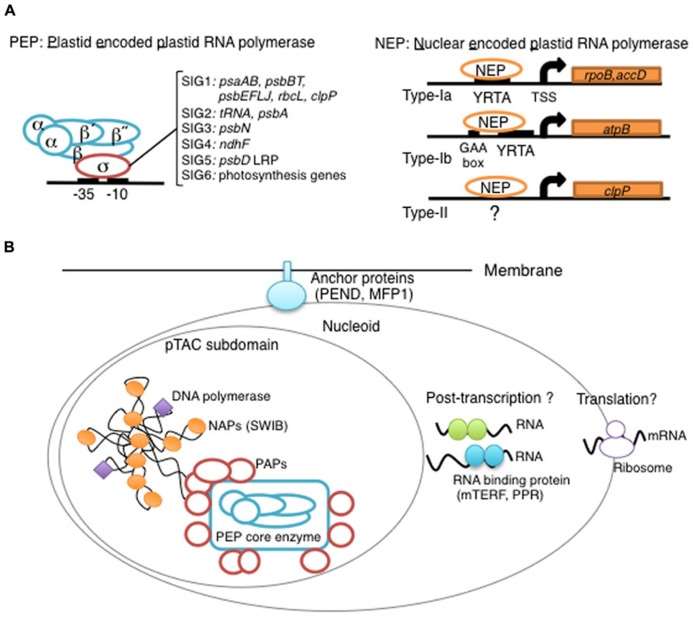 Figure 1. Overview diagram of chloroplast transcription.