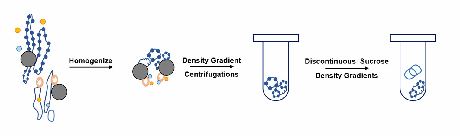 Extraction and protein purification of endoplasmic reticulum in plants.