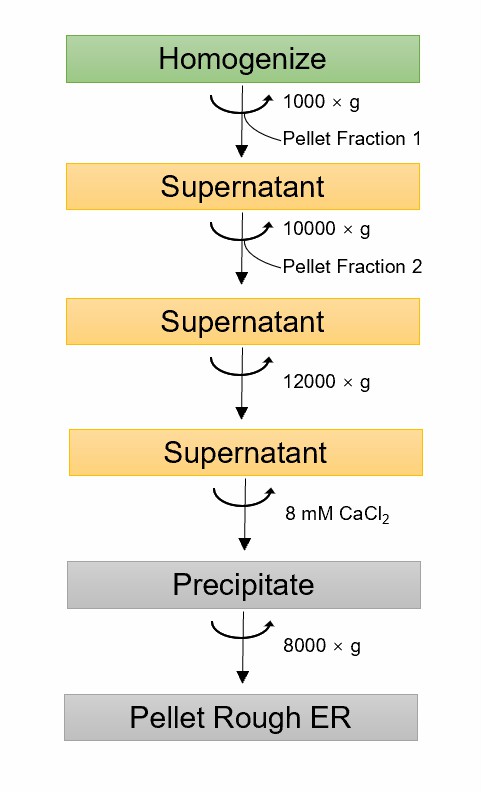 Extraction of ER in plants by differential centrifugation combined with calcium chloride precipitation.