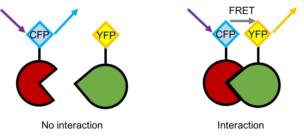 Figure  1. A schematic description of the principle of FRET microscopy imaging.