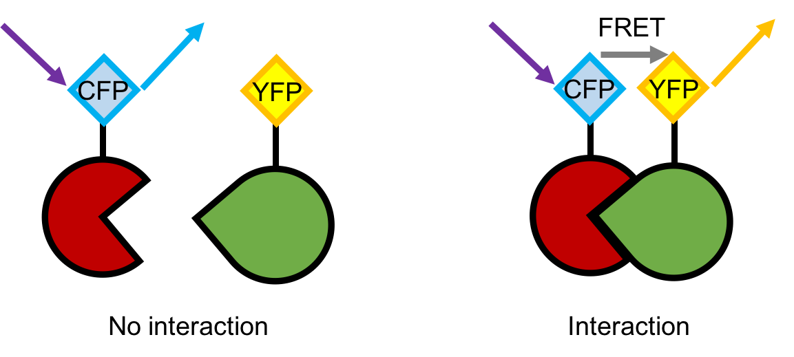 Gene Function Analysis