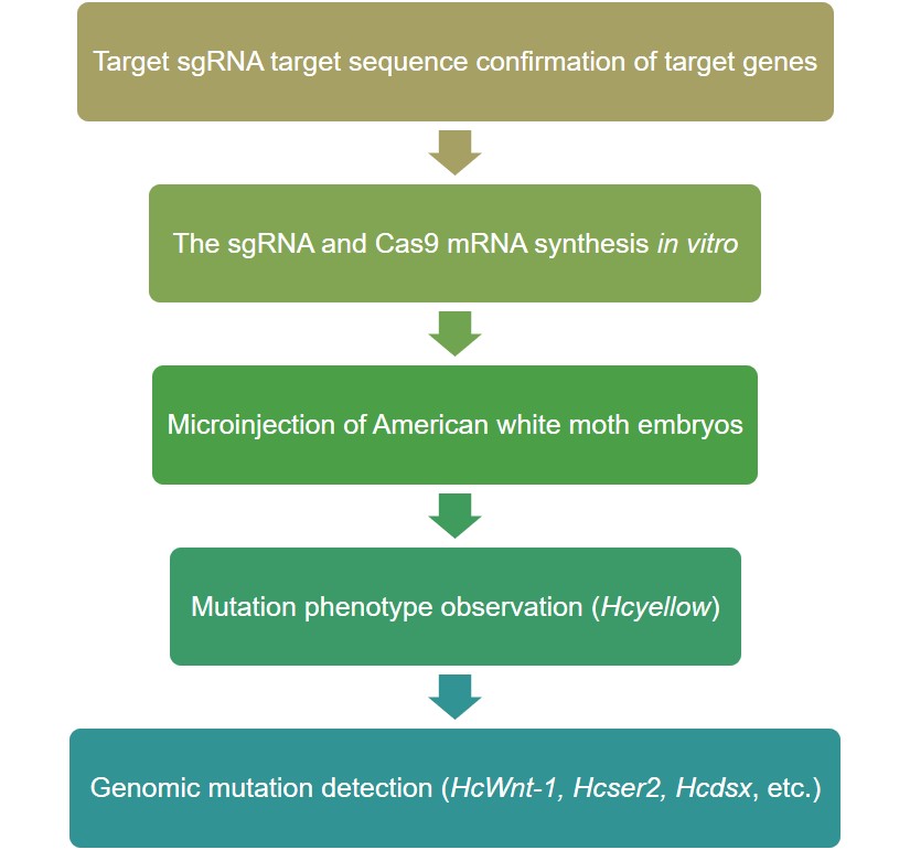 Fall Webworm Gene Editing