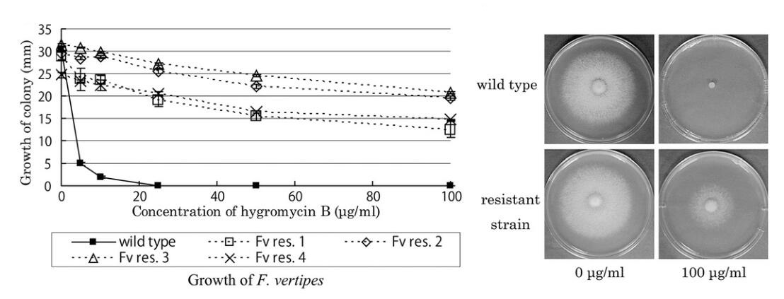 Growth of transformants and wild types on medium containing hygromycin B.