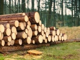 Genetic Improvement of Forest Wood Properties