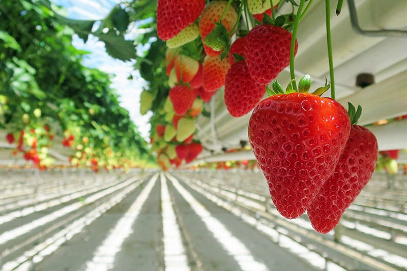 Fragaria ananassa Duch Transformation