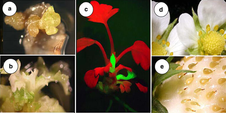 Agrobacterium mediated Fragaria ananassa Duch.