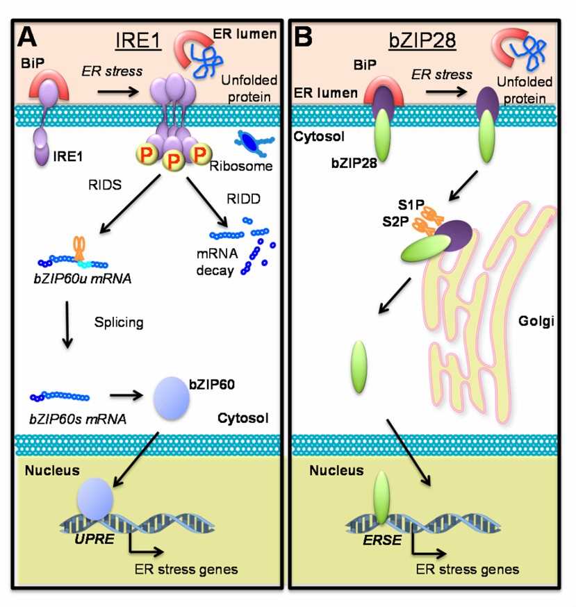 Pathways are regulating ER stress responses in Arabidopsis