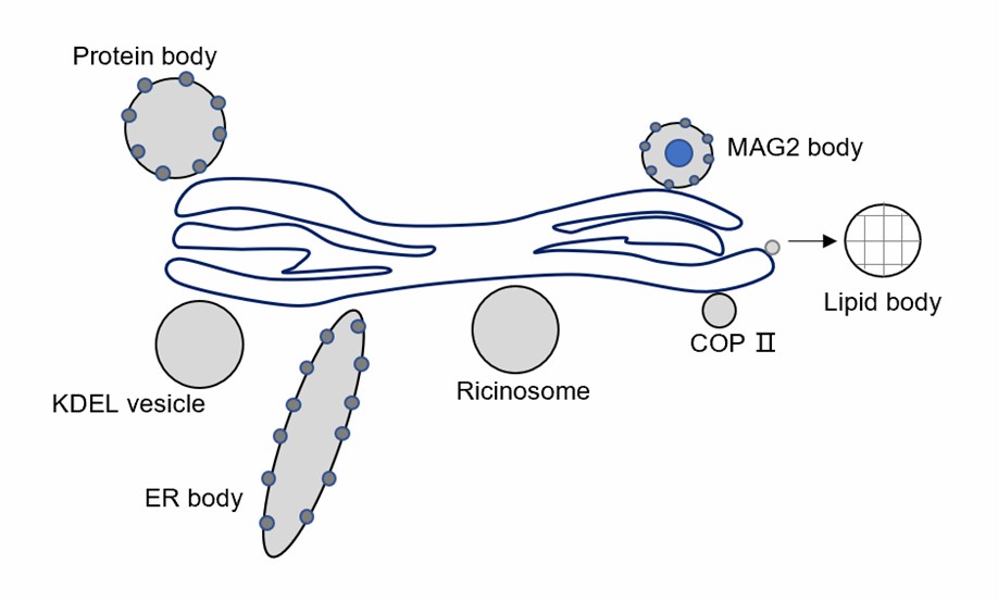 Derived structure of endoplasmic reticulum.