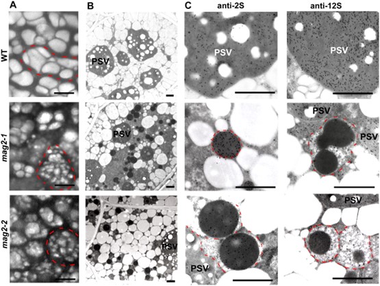 MAG2 Arabidopsis mutant seeds develop a number of novel structures that accumulate storage proteins.