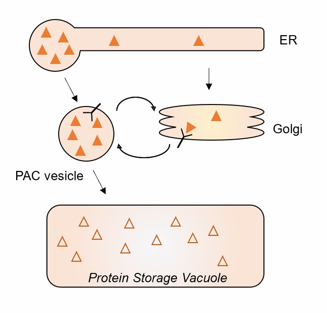 ER-derived compartments for protein storage.