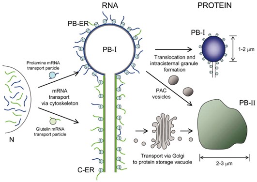 Schematic representation of RNA-dependent seed storage protein targeting in developing rice endosperm.