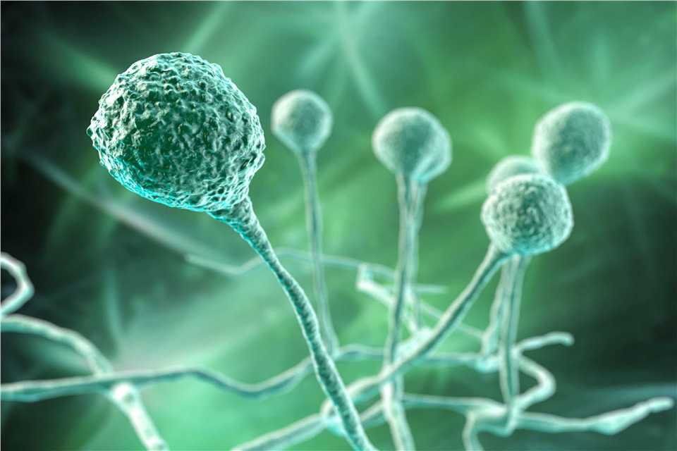 Genetic Improvement of Fungal Strains