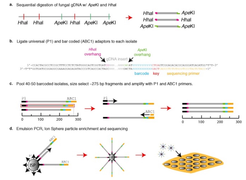 Figure 1. Genotype by sequencing (GBS) protocol for fungal genomes.
