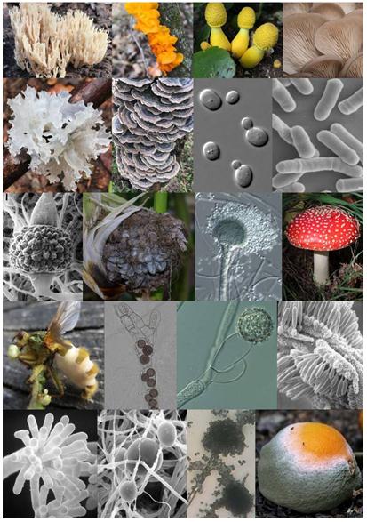 Figure 1. Diversity of major fungal lineages.