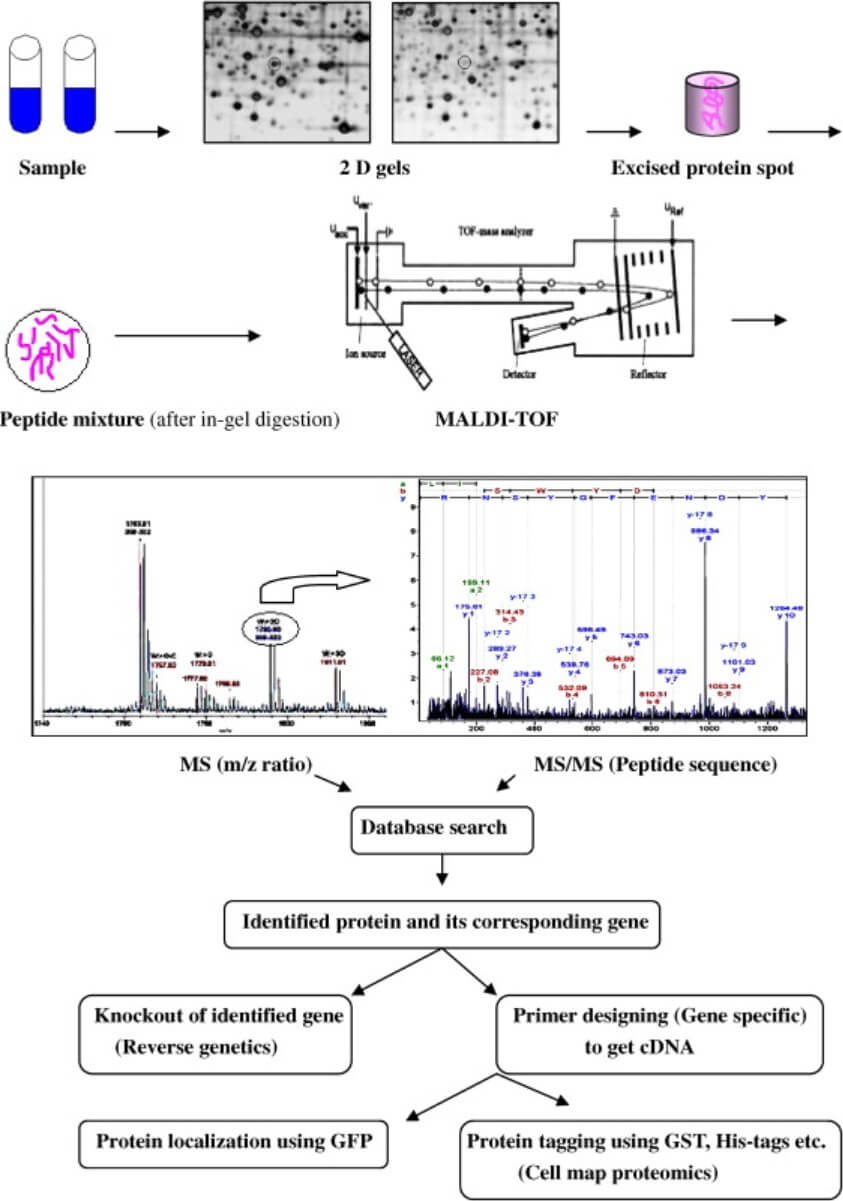 Principles of proteomics.