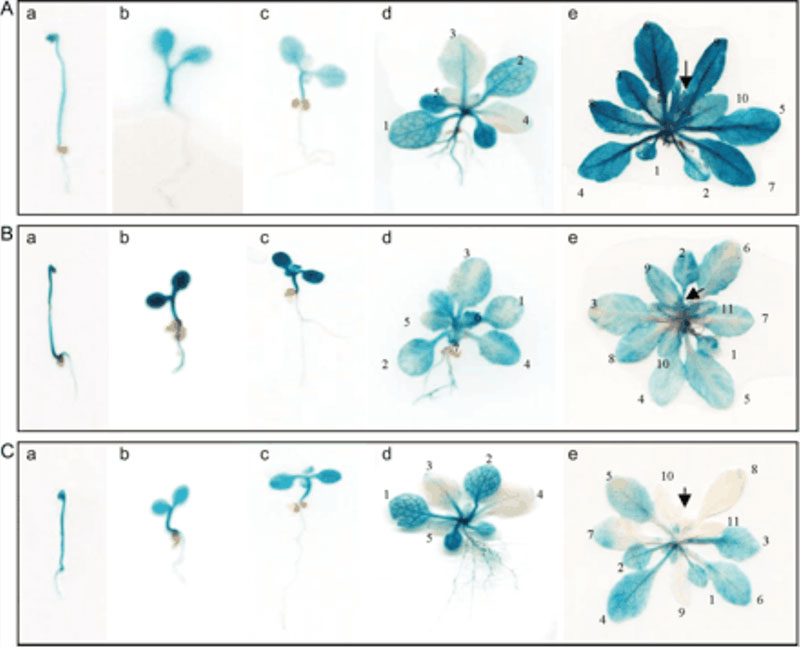 Figure 1. The GUS  staining assay of Arabidopsis< ACC  synthase genes (3).