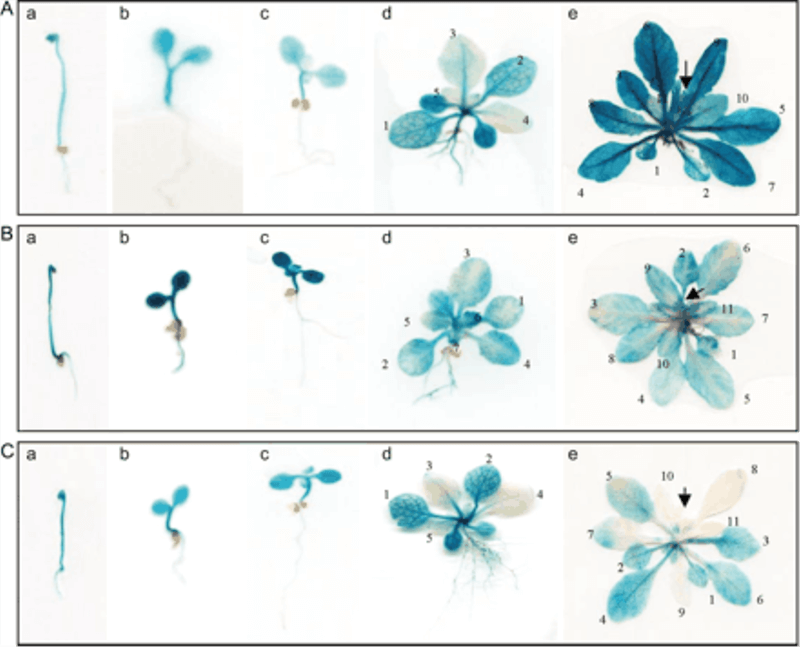 Figure 1. The GUS  staining assay of Arabidopsis< ACC  synthase genes (3).