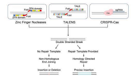 Fig. 1 Genome editing using ZFN, TALEN, and CRISPR-Cas (Randhawa, 2021).