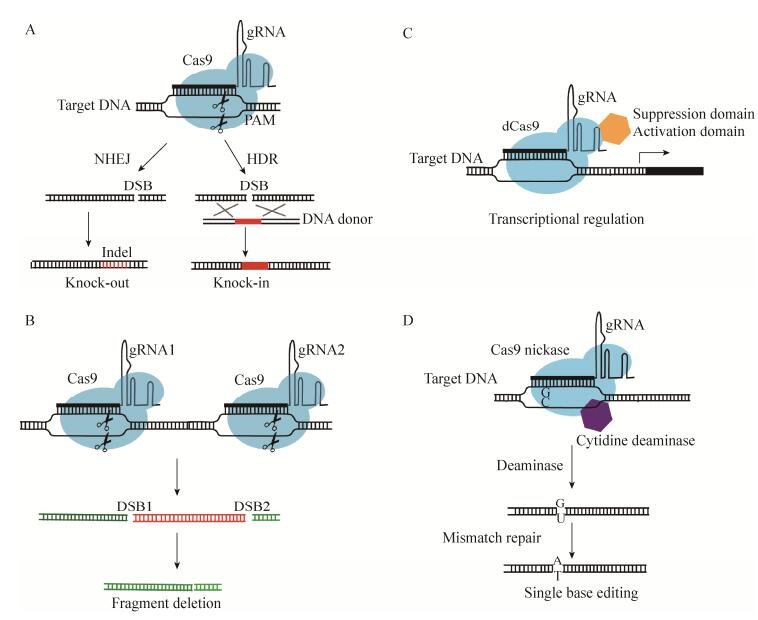 The applications of CRISPR/Cas9 in plant.