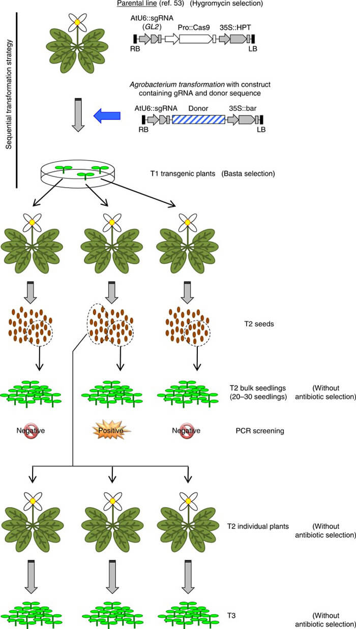 Outline of the sequential transformation strategy for gene targeting and screening procedure.