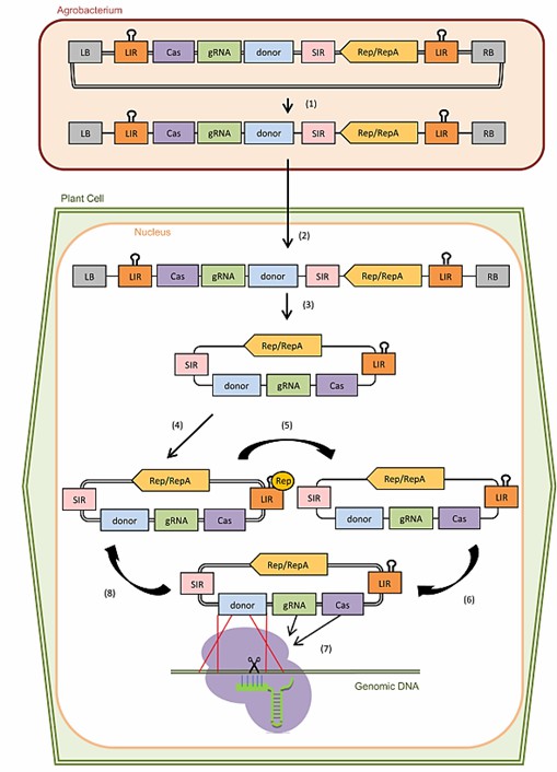 Fig. 1 CRISPR-induced gene knock-in mediated by geminivirus-derived replicons in plant cells (Collonnier et al., 2017).