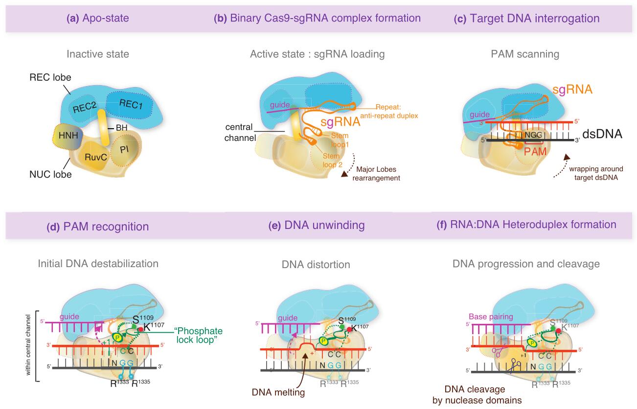 The mechanism of RNA guided DNA cleavage mediated by Cas9