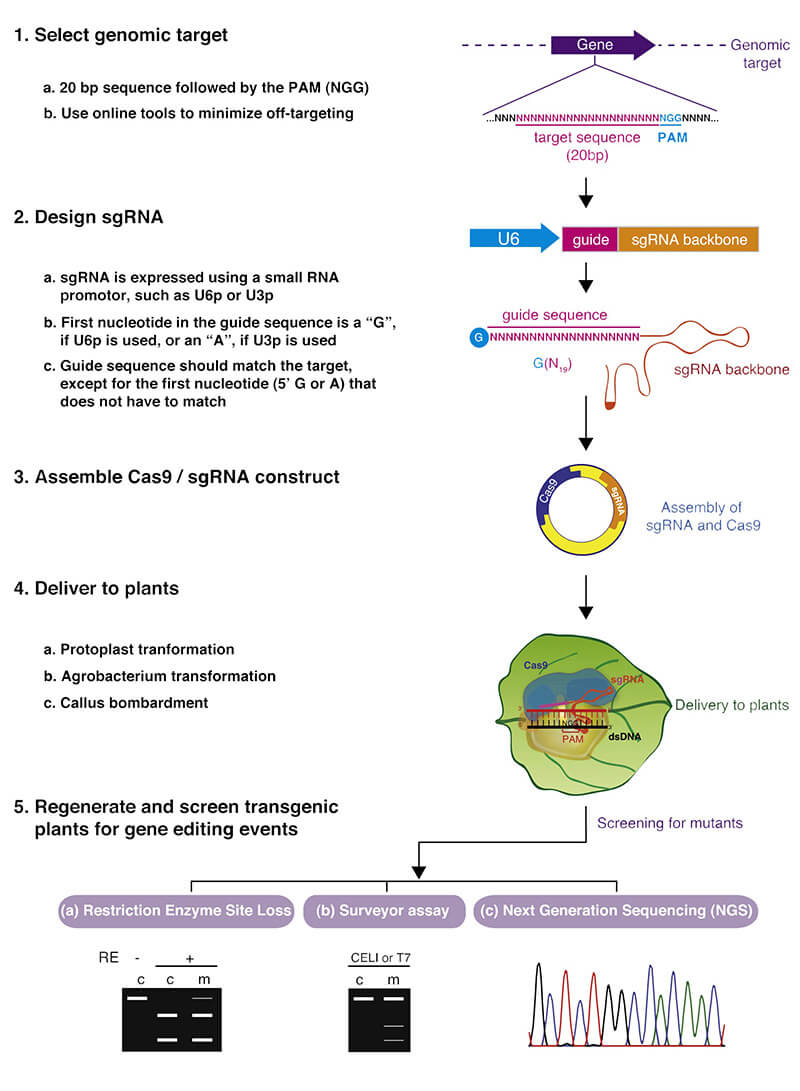 Gene knockout experiment procedure