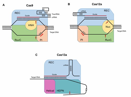 Fig. 1 Schematic representation of the CRISPR/Cas complexes (Kalinina et al., 2020).