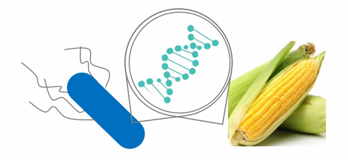 Genetic engineering modification.