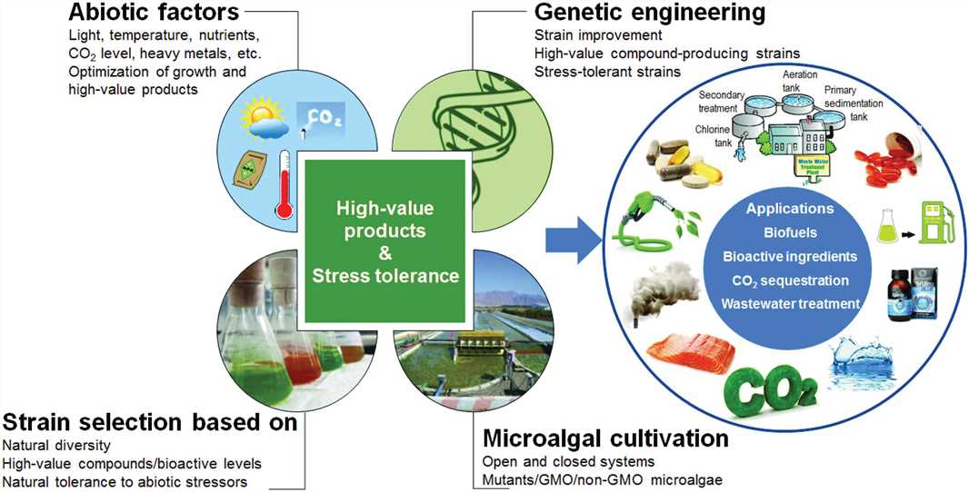 Illustrated scheme for improving microalgal strains for potential biotechnological interests via genetic engineering.