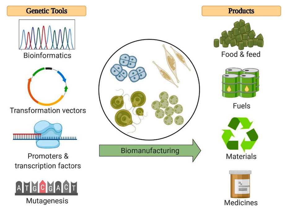 Genetic tools to develop microalgae as a platform for the biomanufacturing of commercial products.