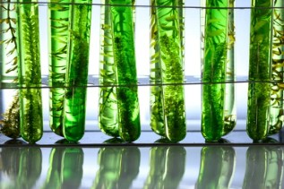 Microalgae Strain Improvement