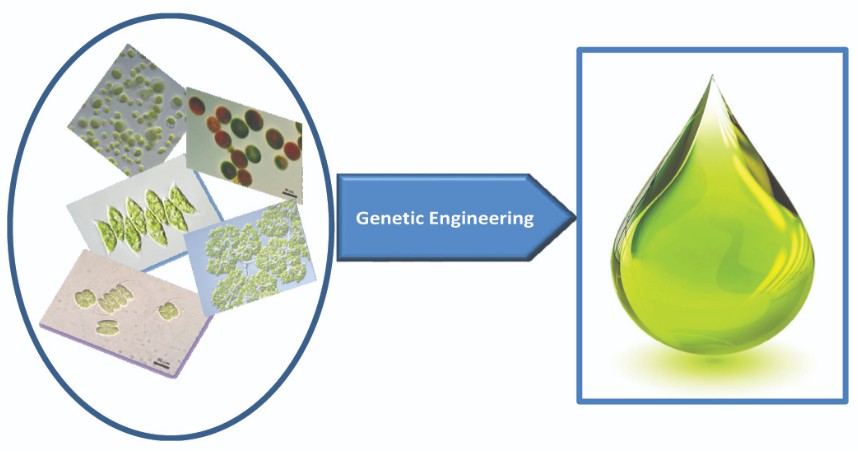 Microalgal metabolic engineering strategies for the production of fuels and chemicals.