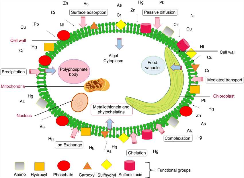 Mechanisms of heavy metal uptake in microalgae.