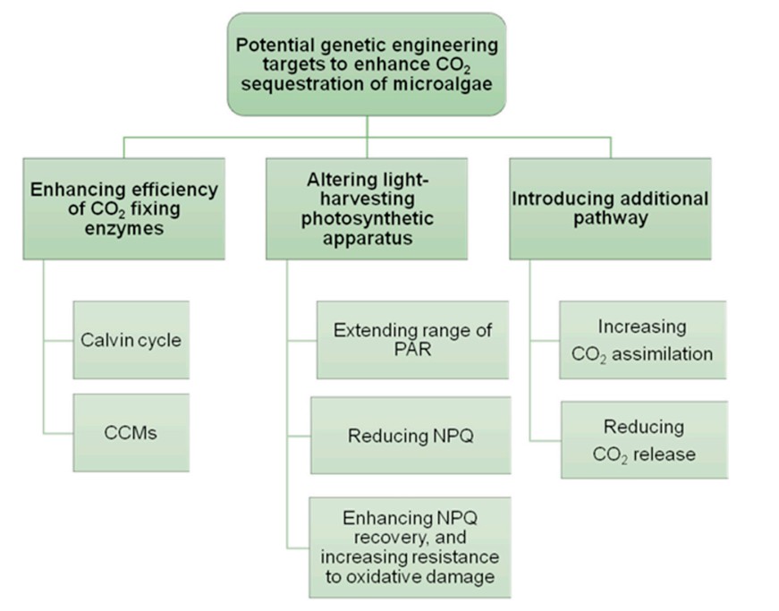 The overview of approaches to improve CO2 sequestration of microalgae.