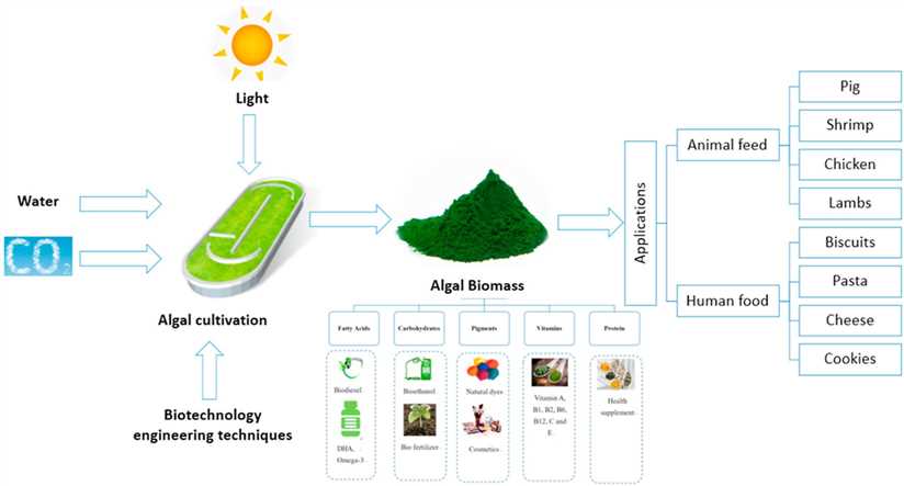 Microalgae as sustainable food and feed sources for animals and humans.