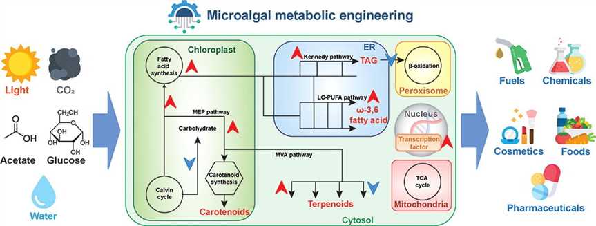 Microalgal metabolic engineering strategies for the production of fuels and chemicals.