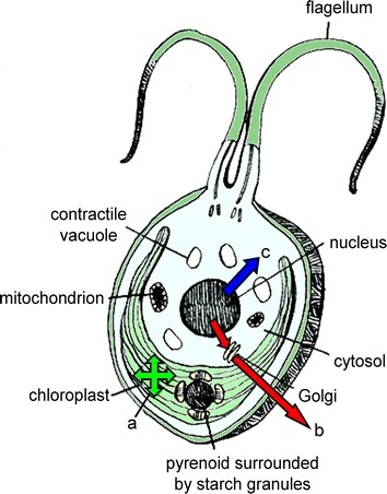 Chlamydomonas reinhardtii as a versatile recombinant protein production platform.