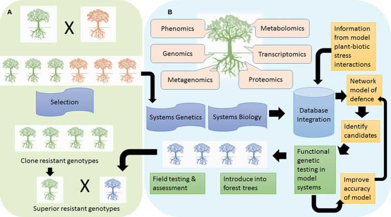 Figure 1. Two avenues to achieving resistance in forest trees are depicted.