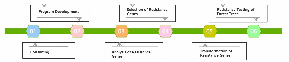 Service Flow Chart of Genetic Improvement of Forest Tree Resistance - Lifeasible.