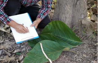 Genetic Improvement of Forest Wood Properties