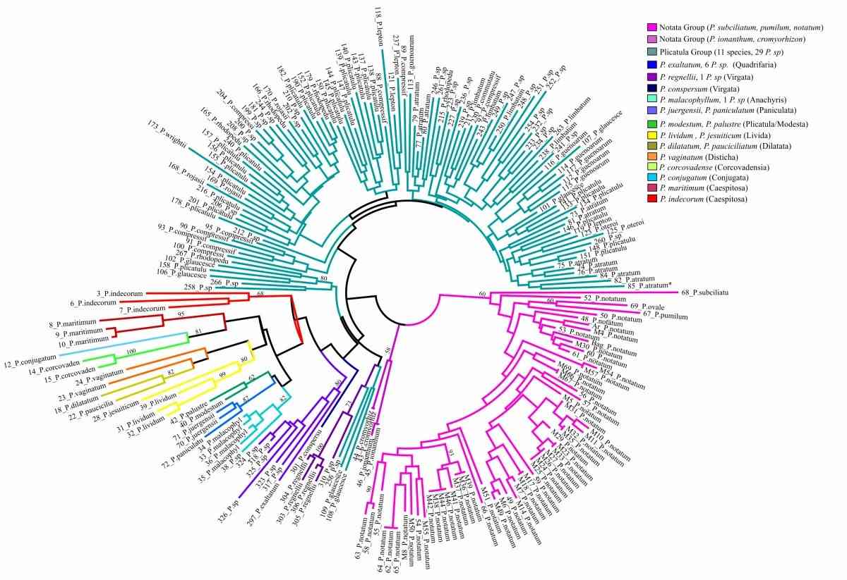 Fig.1. Detailed unrooted neighbor-joining tree based on Dice’s similarity coefficient for the 214 Paspalum accessions.