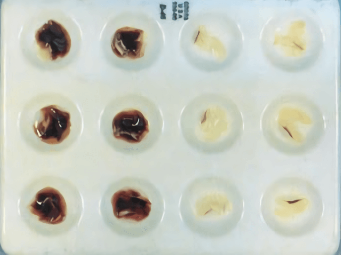 Figure  1. The peroxidase test for soybean. Peroxidase positive (left two rows) and peroxidase negative (right two rows) seeds are displayed (Elias et al., 2012). 
